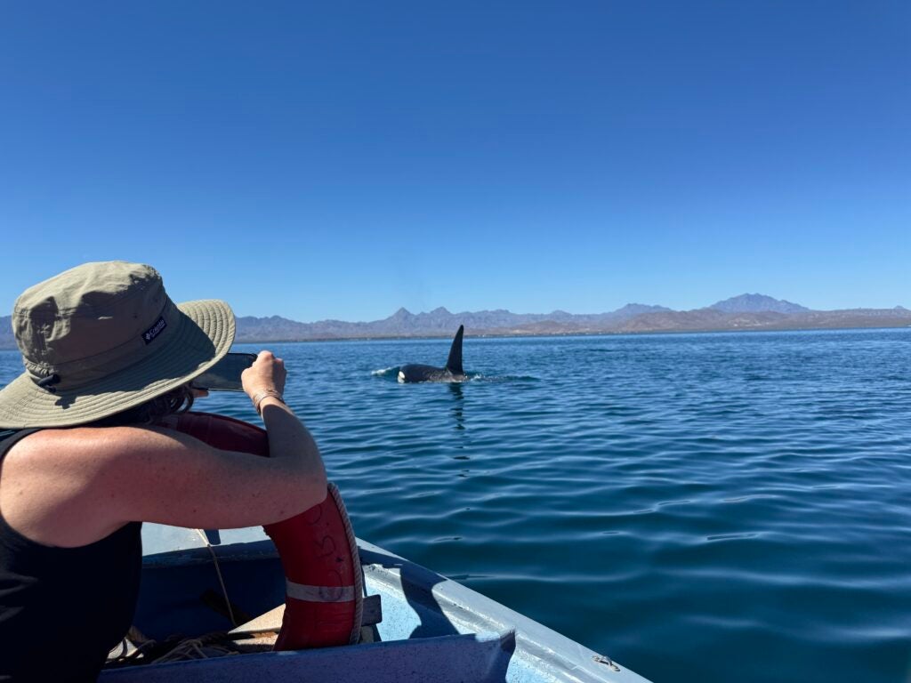 Woman takes photo of orca from boat