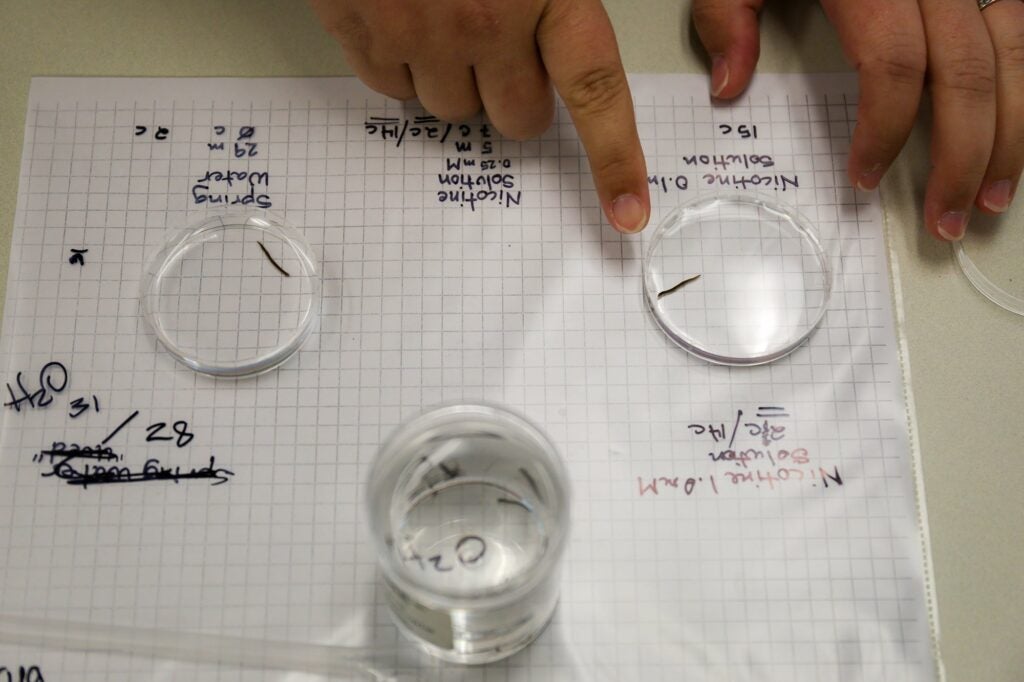 Mary Hill, a middle school teacher at South Creek Middle School in Martin County, points out the differing behaviors of the flatworm in the water dish and the flatworm in the nicotine solution. 